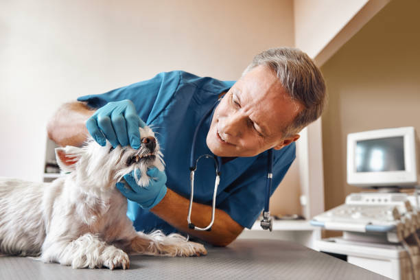 Best Dentist for Tooth Abscess  in Mckinley, PA